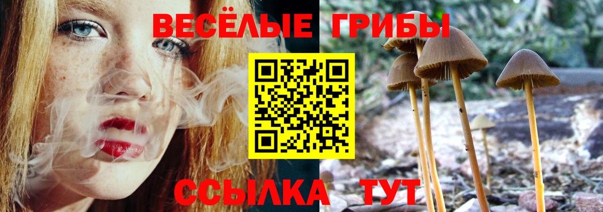 Псилоцибиновые грибы Psilocybe Богородск